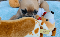 Male Frenchton Pup - Caleb