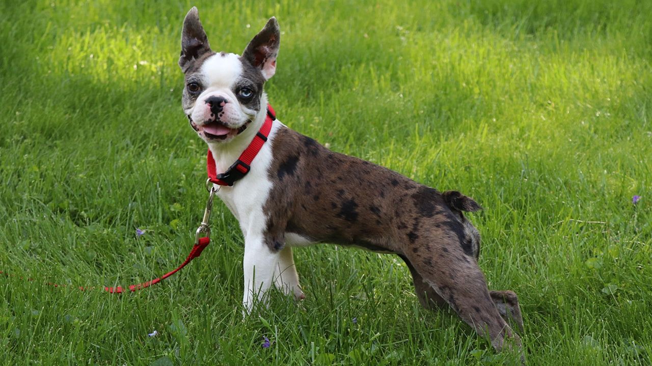 What Is A Boston Terrier?