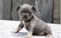 Male Frenchton Pup - Adoniram