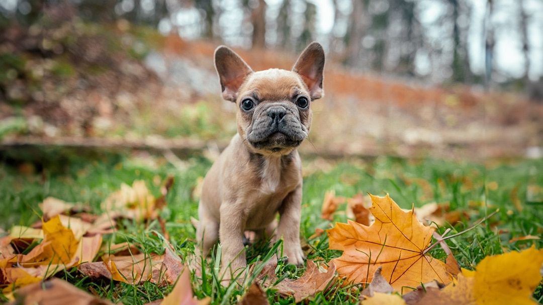 Fall Fun for Frenchtons