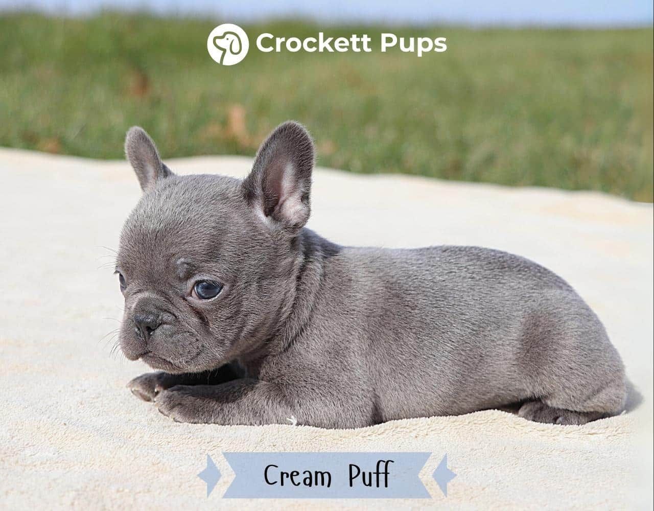 Female Frenchton Pup - Cream Puff