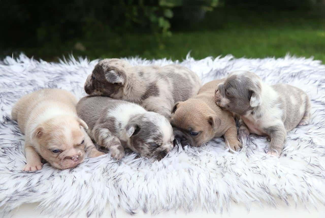 Frenchton Pups - Born July 16, 2025
