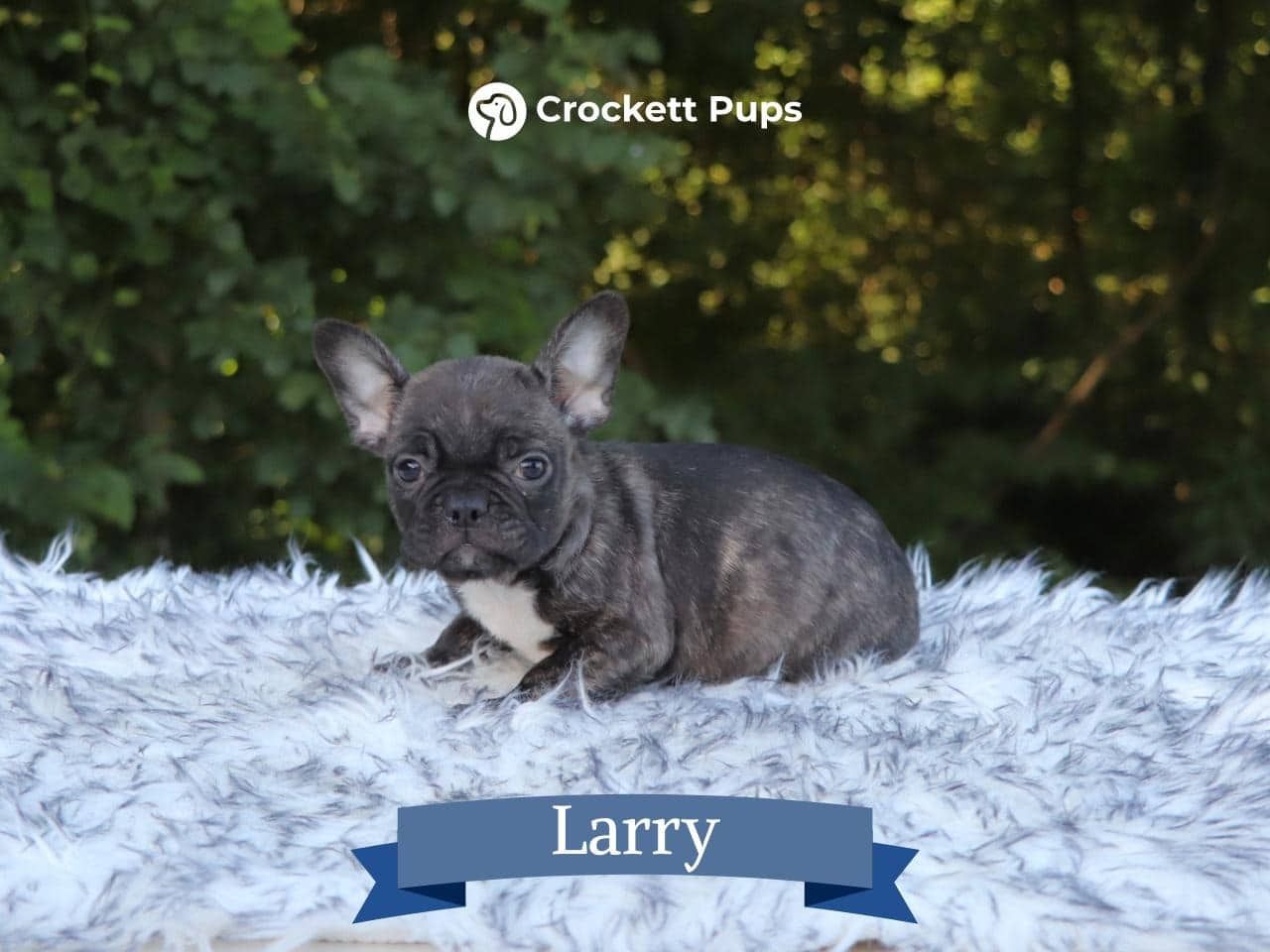 Male Frenchton Pup - Larry