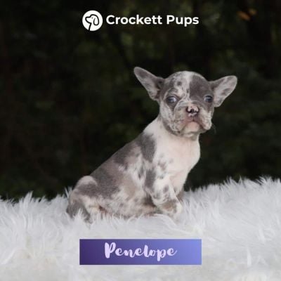 Female Frenchton Pup - Penelope