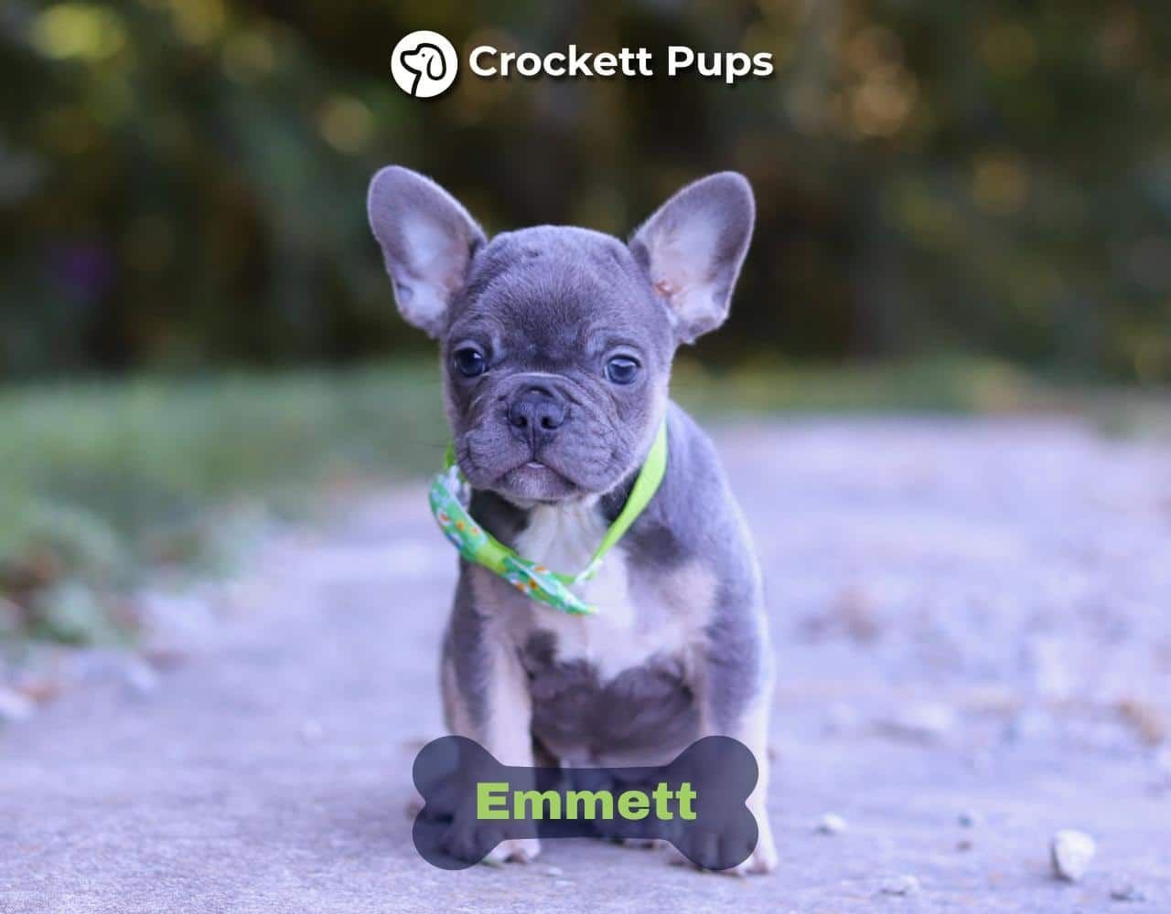 Male Frenchton Pup - Emmett