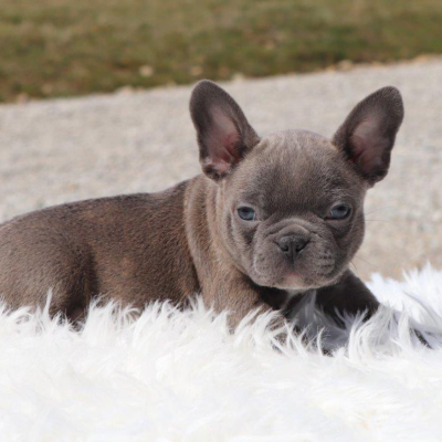 Male Frenchton Pup - Laird