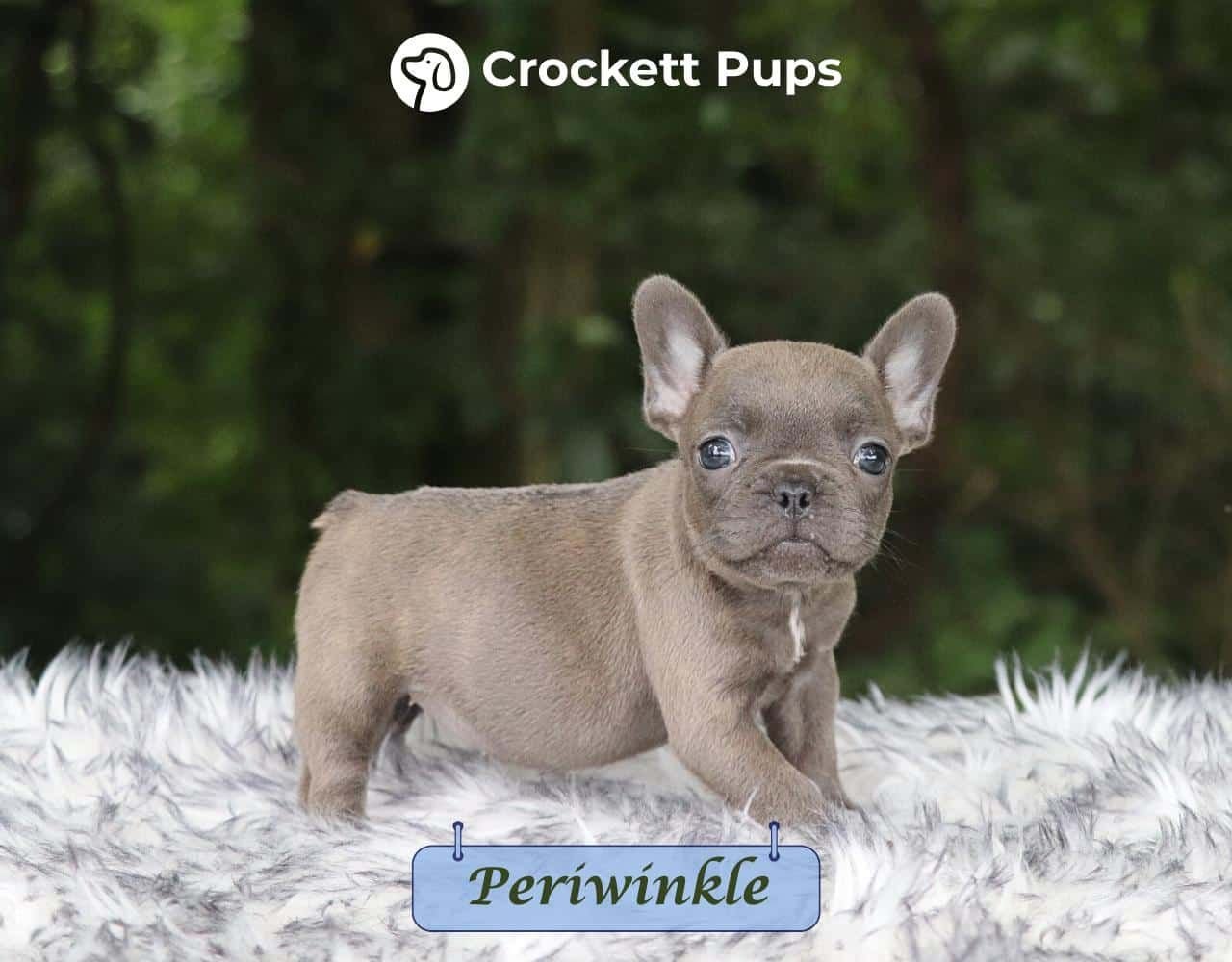 Female Frenchton Pup - Periwinkle