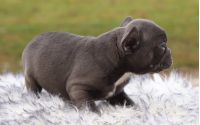 Male Frenchton Pup - Kobe