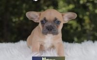 Male Frenchton Pup - Mason