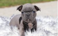 Male Frenchton Pup - Northrop