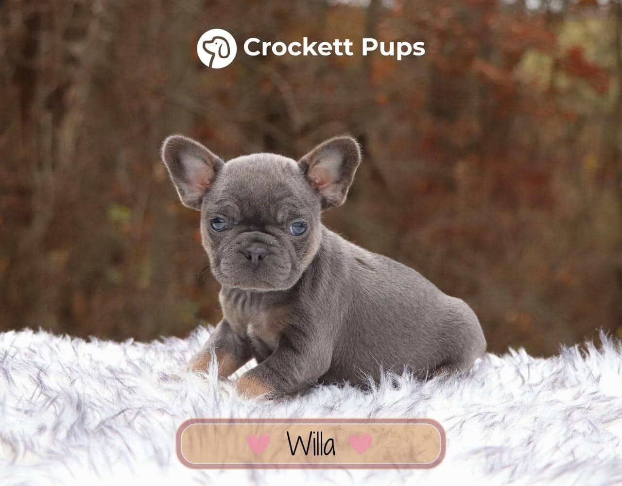 Female Frenchton Pup - Willa