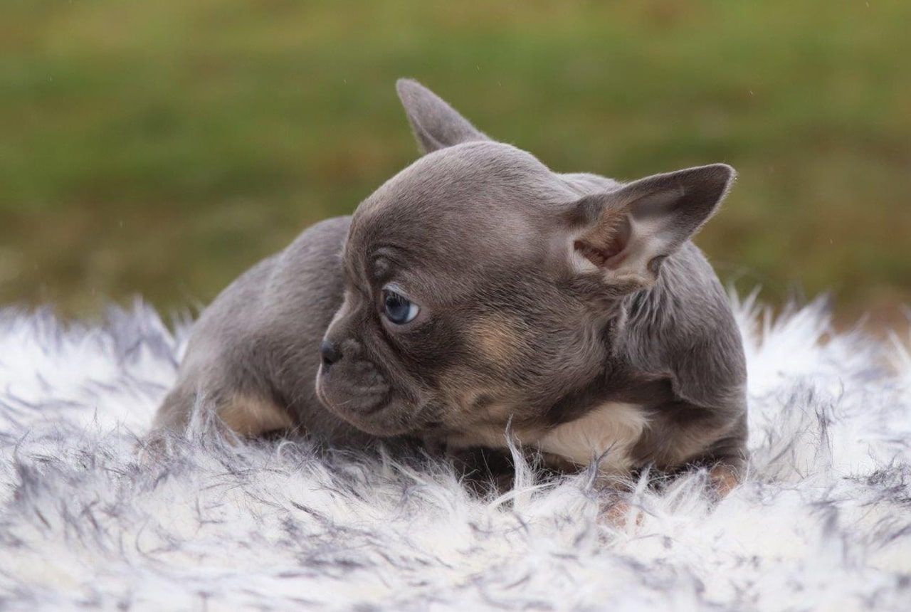 Male Frenchton Pup - Knox