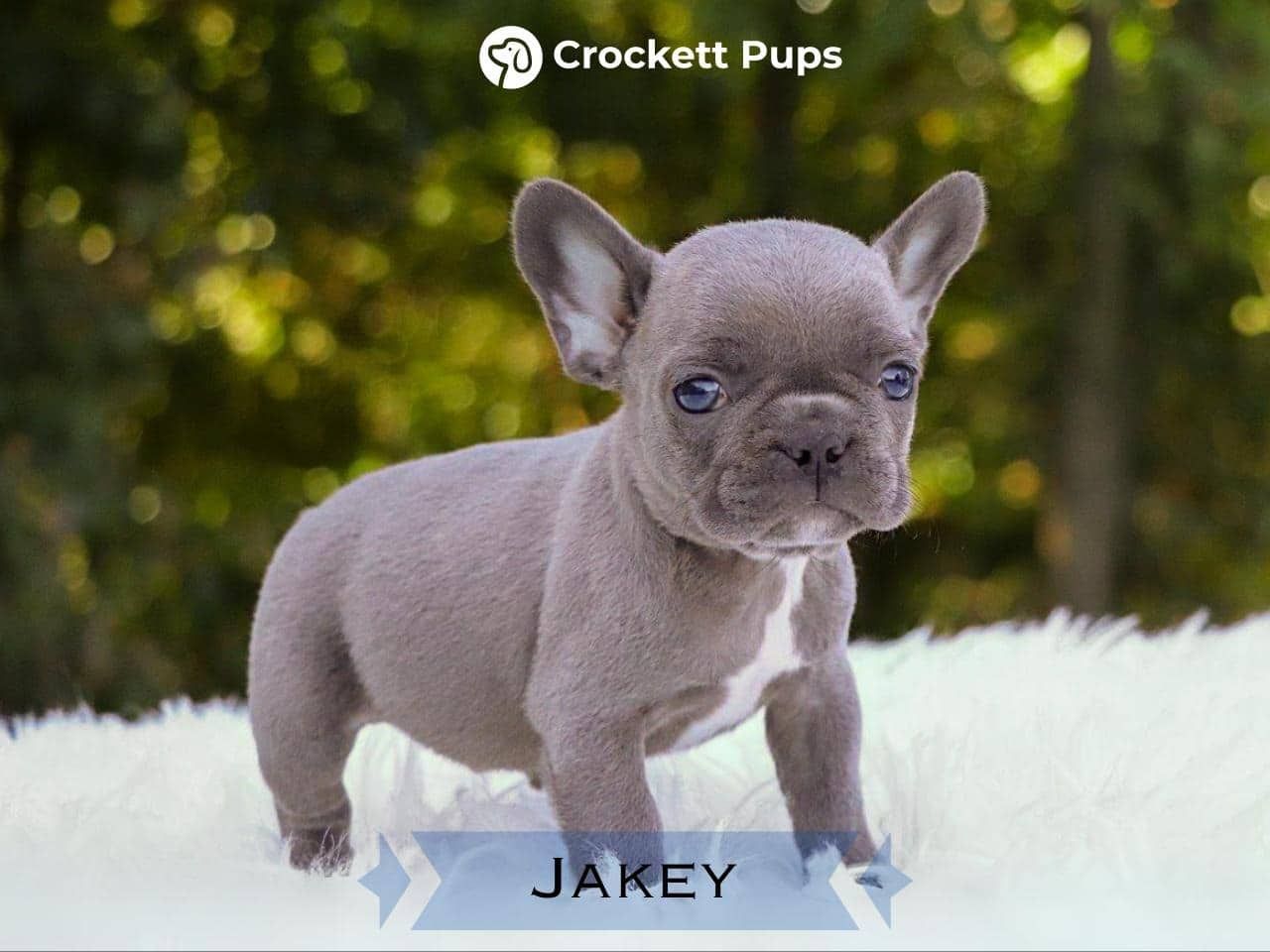 Male Frenchton Pup - Jakey