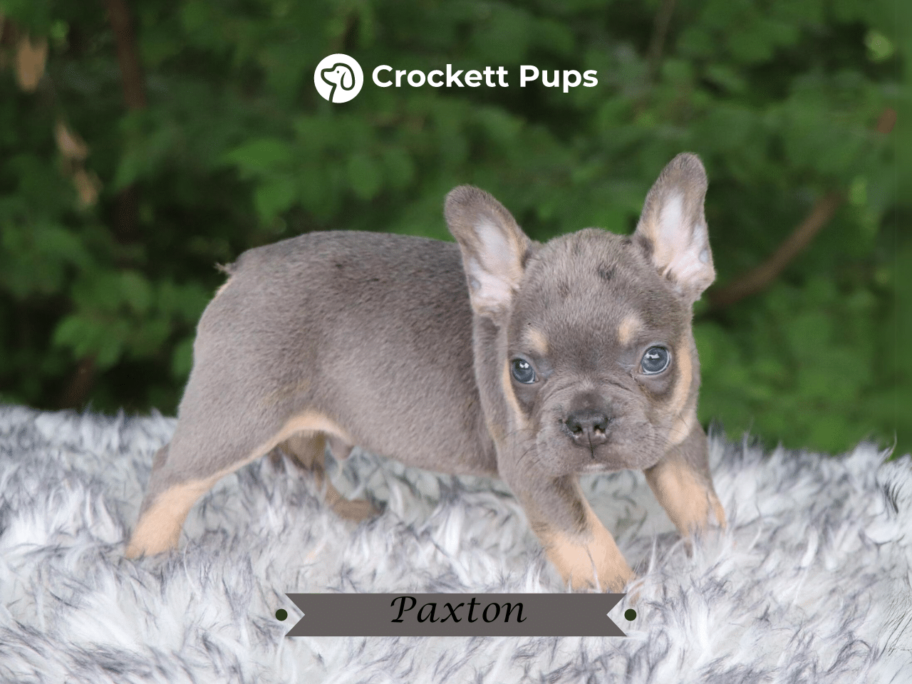 Male Frenchton Pup - Paxton