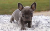Female Frenchton Pup - Zoey