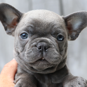Delightful Litter of F1b Frenchton Pups for Sale