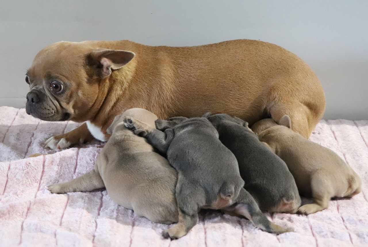 F1b Frenchton Pups for Adoption - Born September 20, 2023