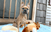 Frenchton Caleb