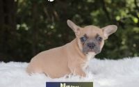 Male Frenchton Pup - Mason