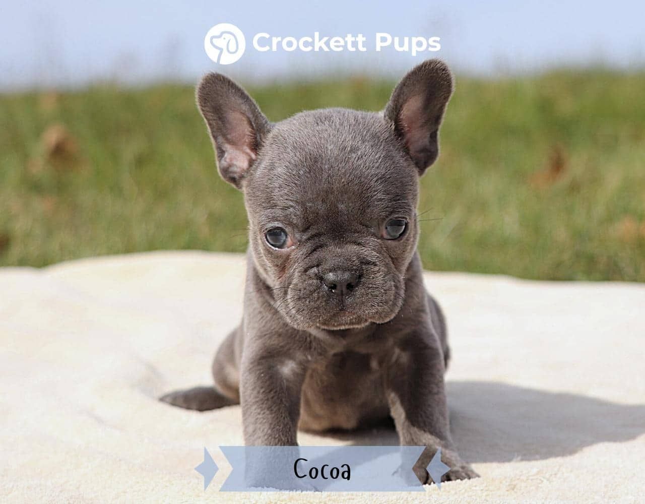 Female Frenchton Pup - Cocoa
