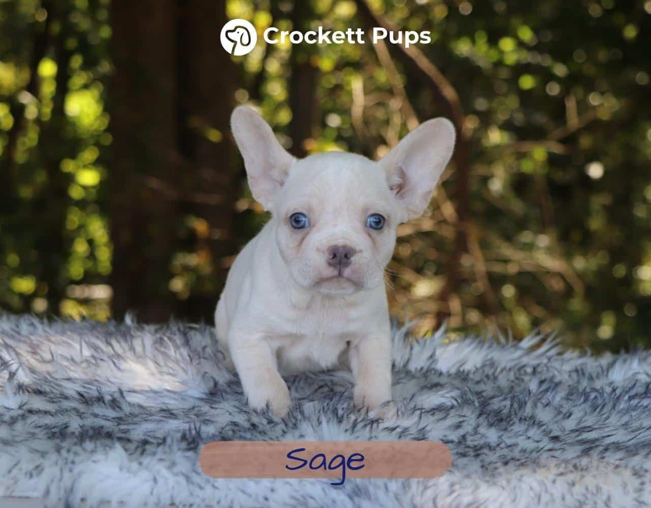 Male Frenchton Pup - Sage