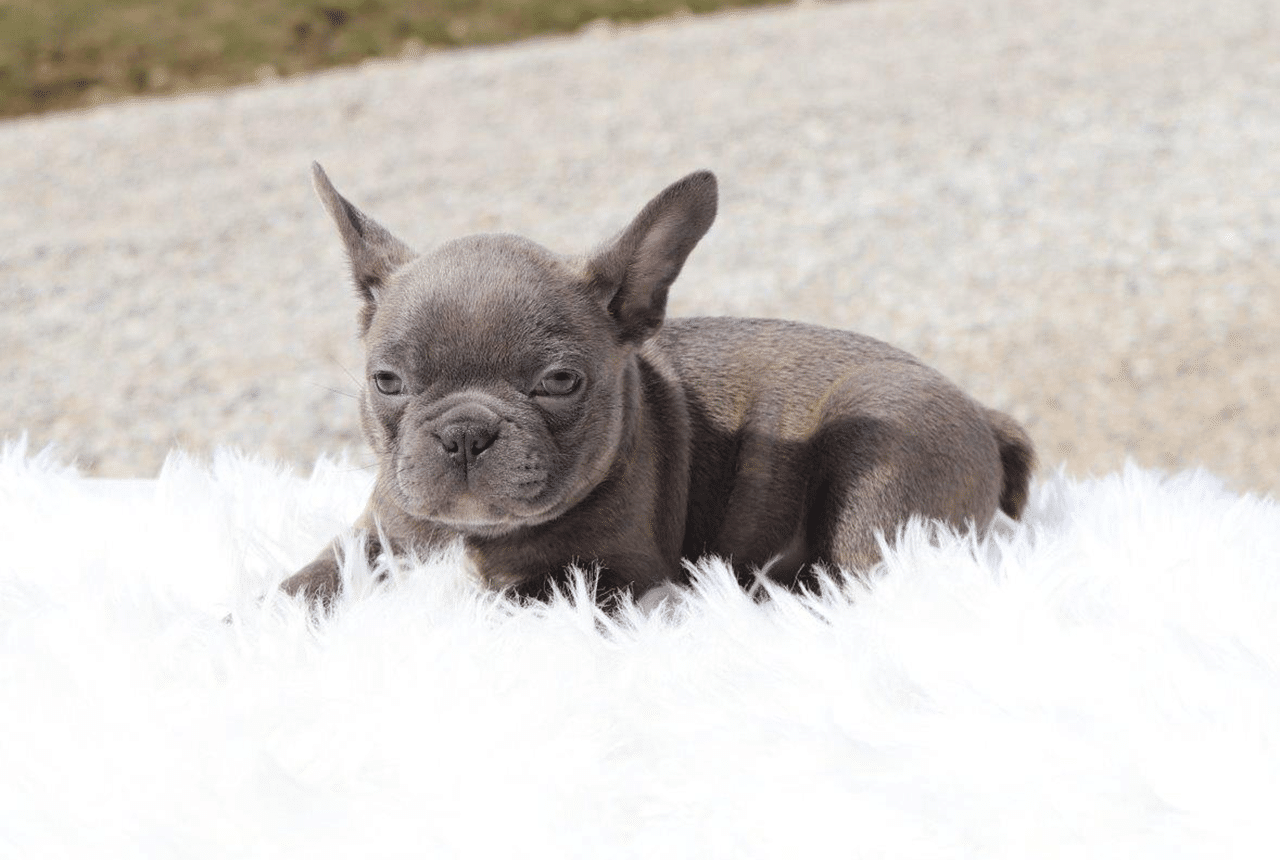 Male Frenchton Pup - Laird
