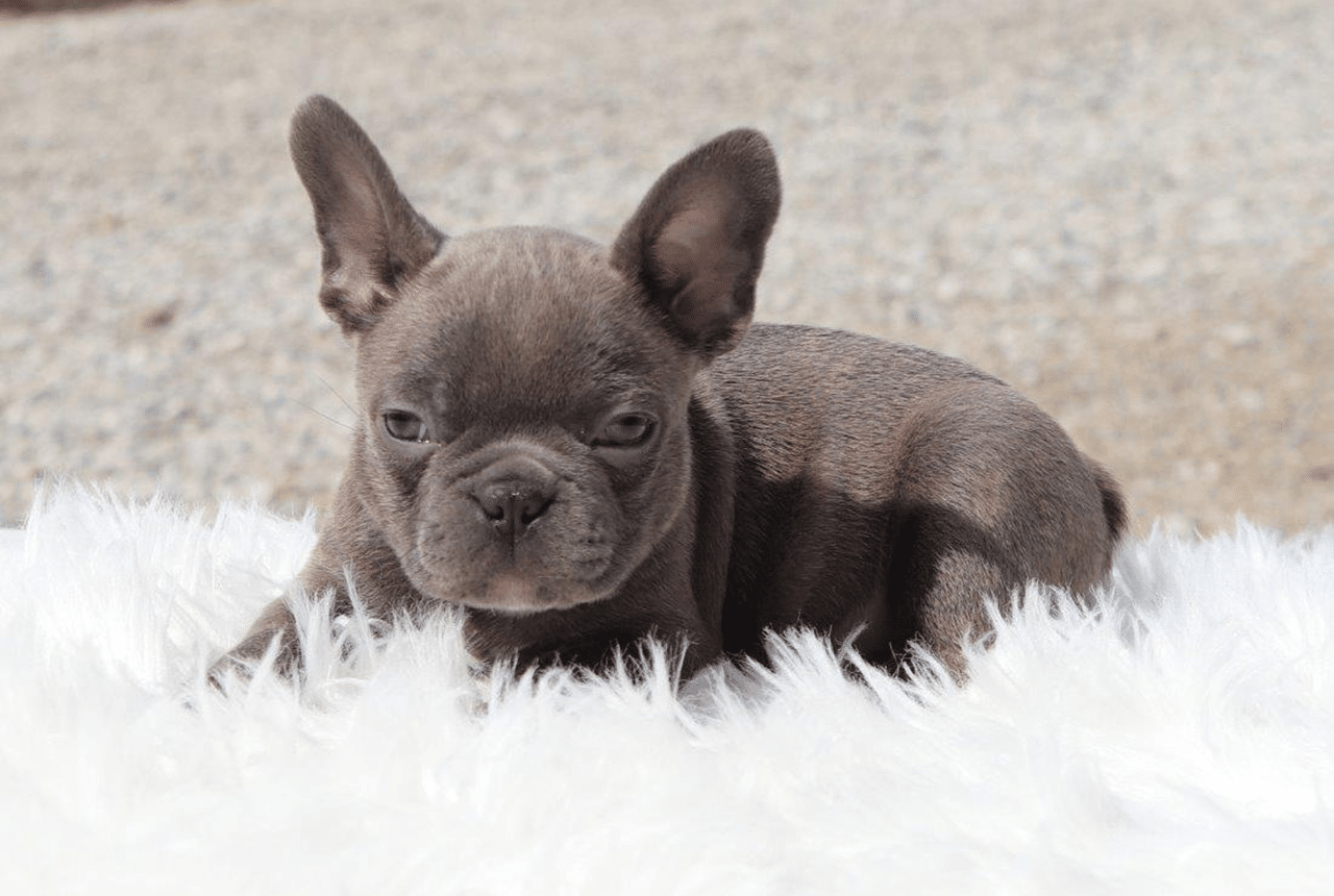 Male Frenchton Pup - Laird