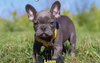 Male Frenchton Pup - Liam