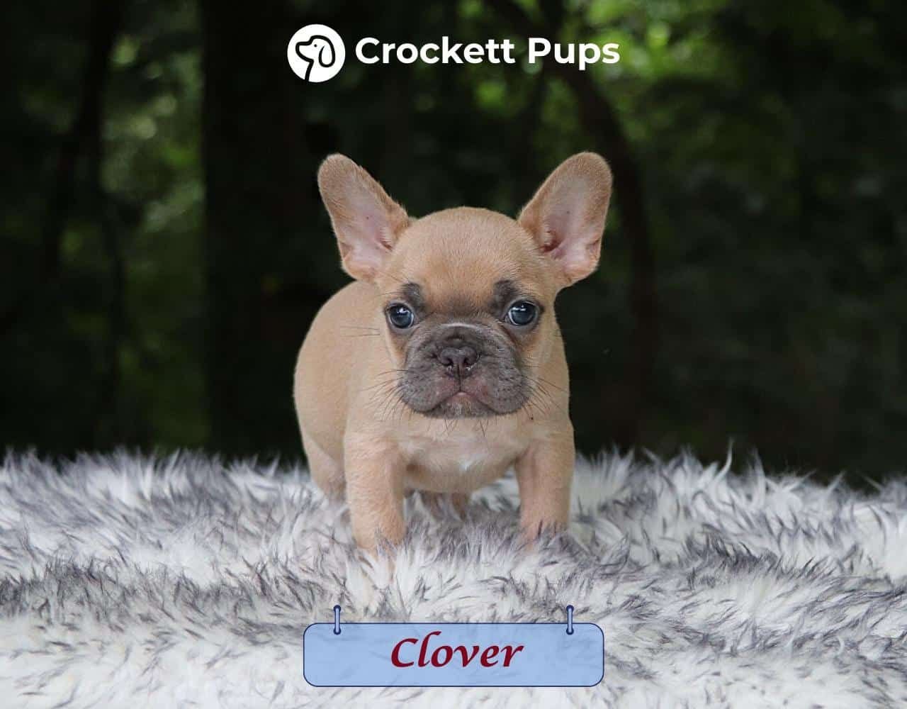 Male Frenchton Pup - Clover