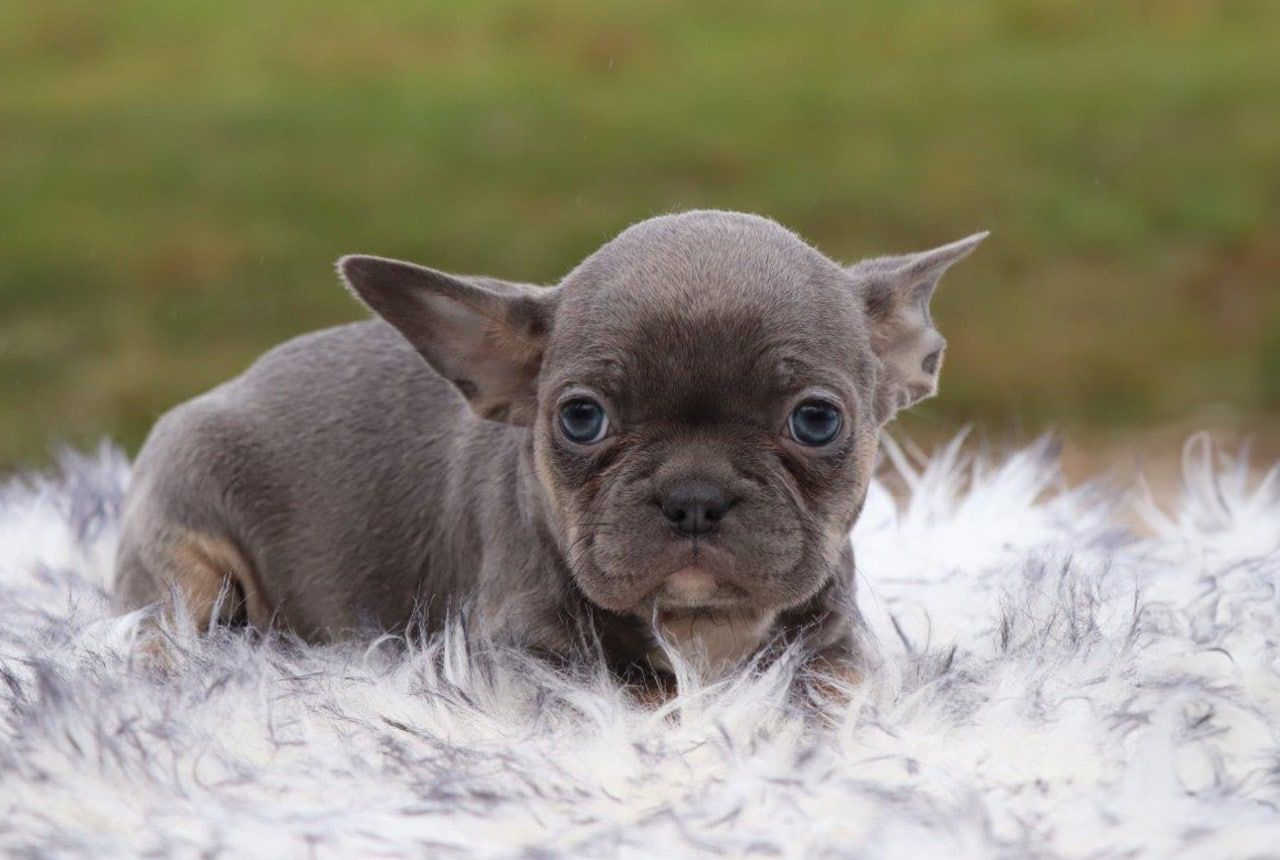 Male Frenchton Pup - Knox
