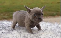 Female Frenchton Pup - Lolli