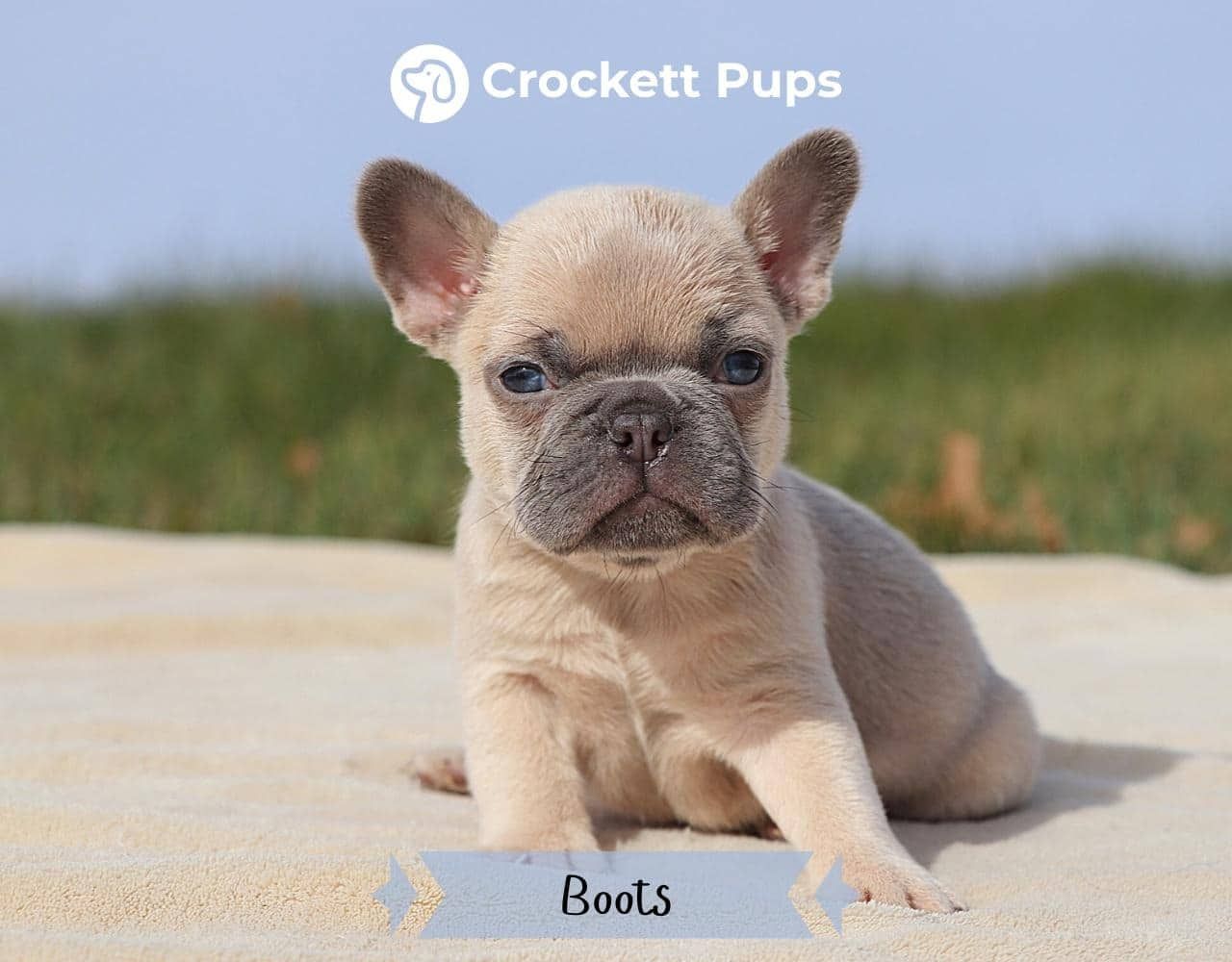 Male Frenchton Pup - Boots