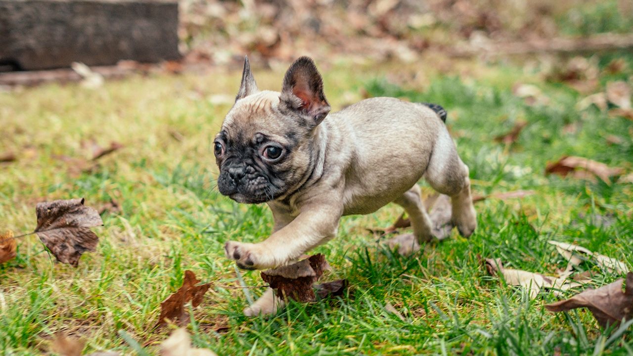 Truffle the Frenchton puppy