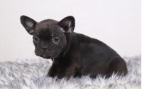 Female Frenchton Pup - Betty