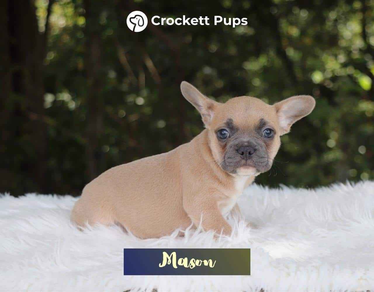 Male Frenchton Pup - Mason