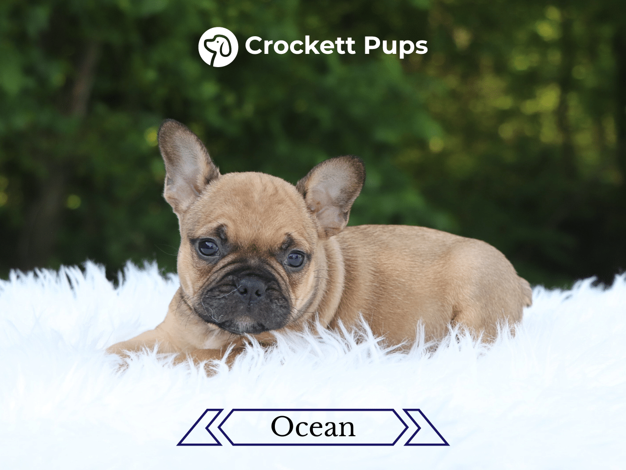 Male Frenchton Pup - Ocean