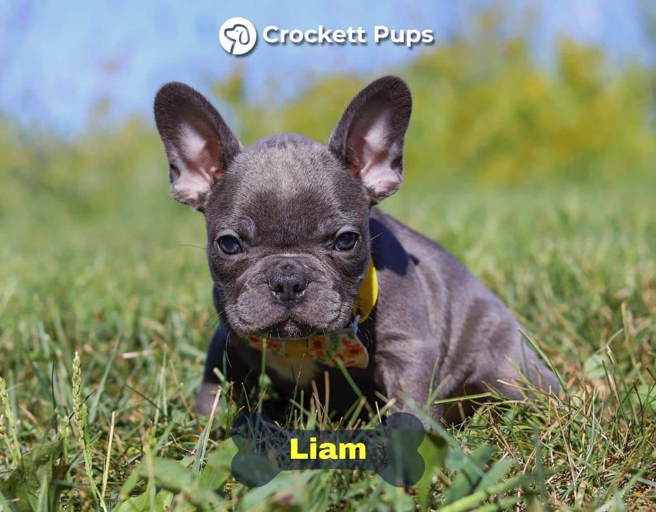 Male Frenchton Pup - Liam