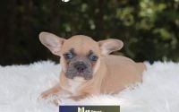 Male Frenchton Pup - Mason