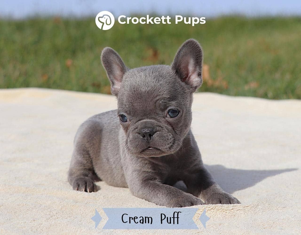 Female Frenchton Pup - Cream Puff