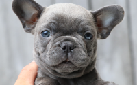 Male Frenchton Pup - Ezra