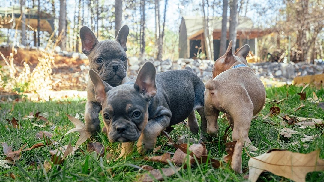 Frenchton Socialization