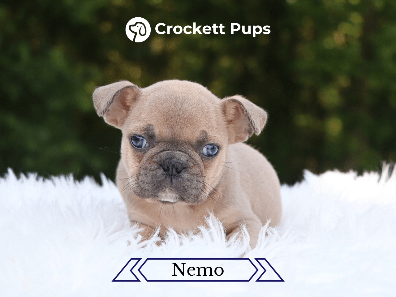 Male Frenchton Pup - Nemo