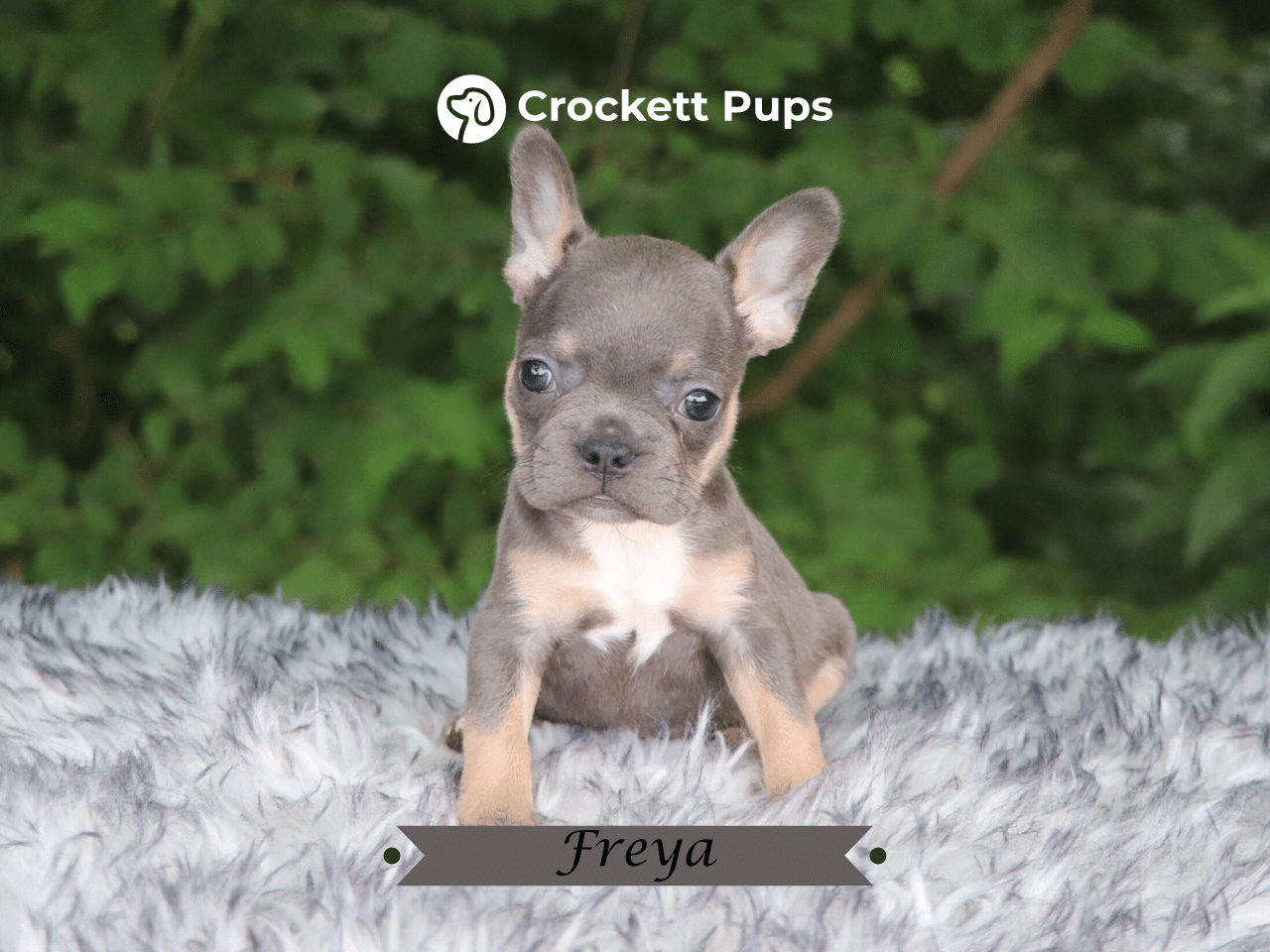 Female Frenchton Pup - Freya