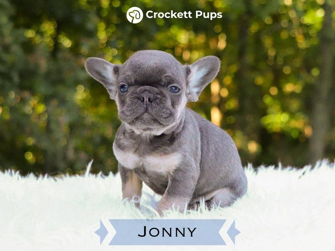 Male Frenchton Pup - Jonny