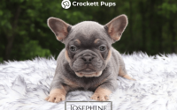 Female Frenchton Pup - Josephine