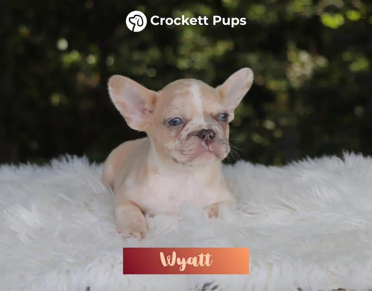 Male Frenchton Pup - Wyatt