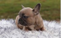 Female Frenchton Pup - Lulu