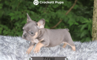 Female Frenchton Pup - Freya