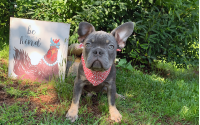 Frenchton Puppy - Benjamin