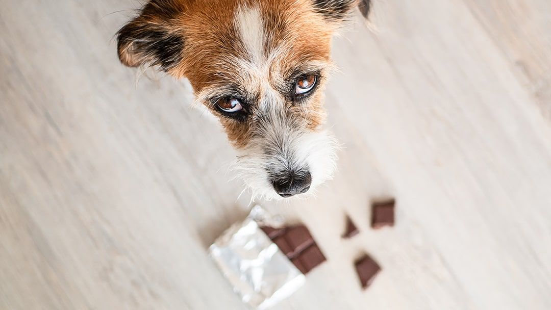 Dangerous foods for Frenchtons